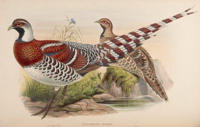 Calophasis Ellioti = Syrmaticus Ellioti by John Gould